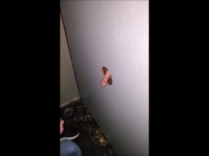 Amatuer Milf Wifes First Time at Gloryhole sucking strangers cocks