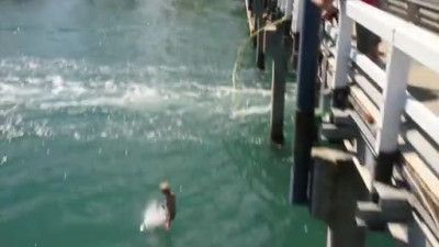 Bridge Jump Wedgie: Are You Stupid?