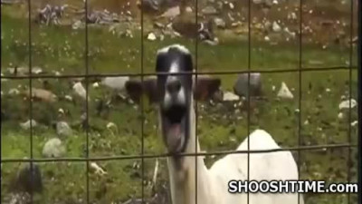 Goats Just Make ALL Music Better