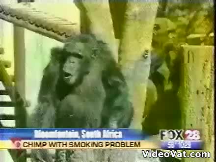 Watch Smoking Ape Short Sex Videos - Duration: 00:44 | ePornNEW.