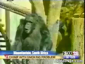 Smoking Ape