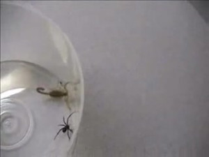 Pinchy The Scorp Vs Miss Widow
