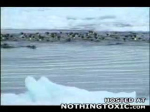 Penguin its whats for diner