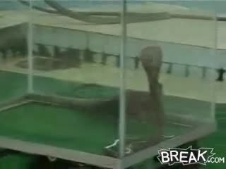 Watch Mongoose Vs Snake Short Sex Videos - Duration: 02:33 | ePornNEW.