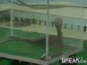 Mongoose Vs Snake
