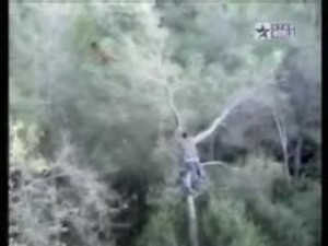 Kite in Tree