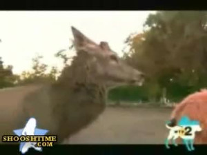 Humping Lama
