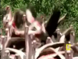 Baboon vs Flamingos