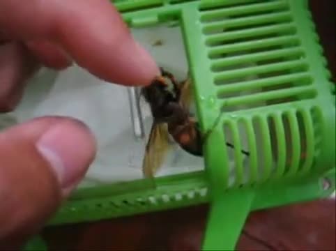 Watch Pet Wasp Short Sex Videos - Duration: 00:45 | ePornNEW.