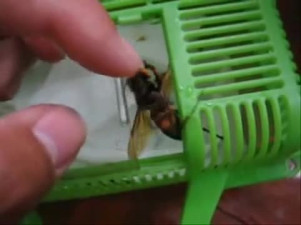 Pet Wasp