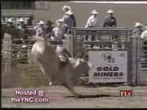 Crazy Bulls