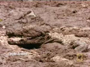 Crocodile Vs Baboon
