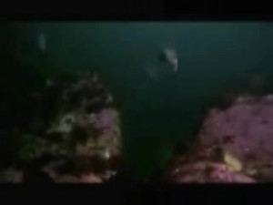 Shark Vs Octopus
