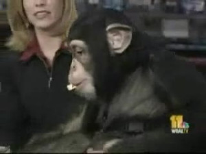 The Stevo Monkey