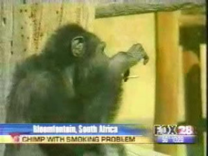 The Smoking monkey!