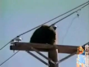 Bear gets shocked and fucked up...