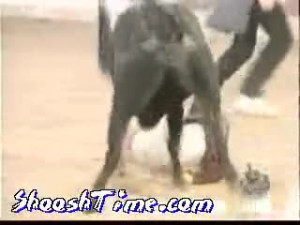 Bull Ownage