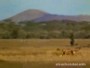 Crazy cheetah...
